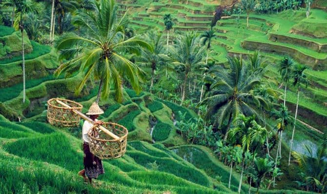 Ubud - Bali Destination